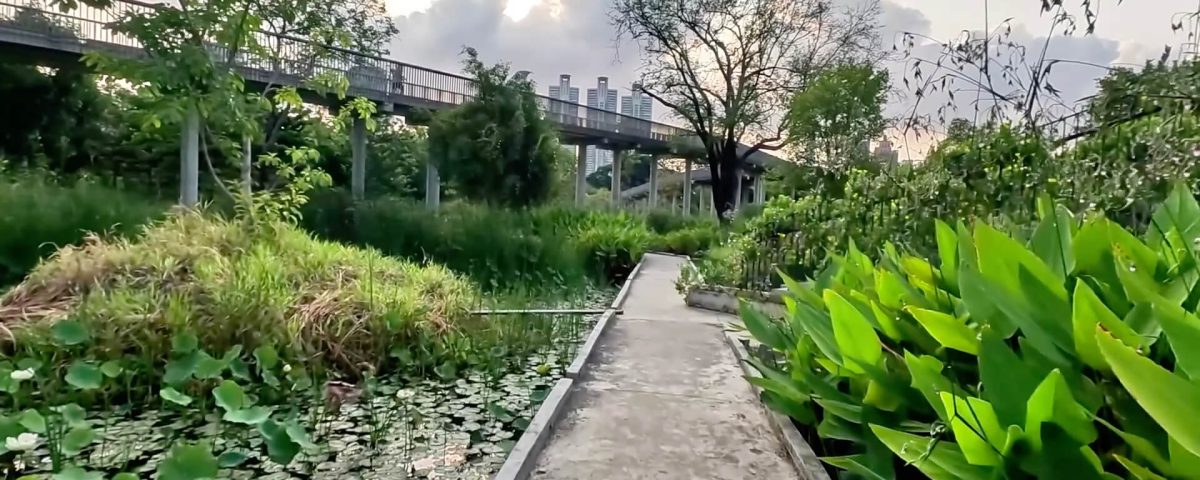 Wetland walking path and elevated walkway inside Benchakitti Park in Bangkok